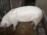 Cinghiale — foto 2