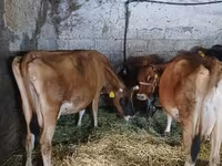गाय, जर्सी नस्ल — फ़ोटो 1