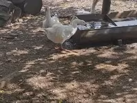 Geese — fotografija 7