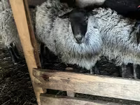 பெண் ஆடு, Romanov sheep — புகைப்படம் 3