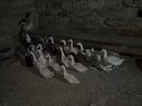 Geese — फ़ोटो 3