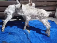 Mbuzi jike, Saanen goat — picha 5