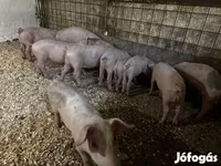 Kanec, Prasata — foto 3