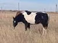 Horse (M), Horses — photo 4