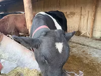 Bydło (partia, płeć nieokreślona), Russian Black pied cattle — zdjęcie 1