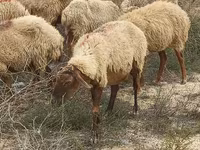 میش, گوسفند — عکس 2
