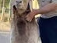 Ram, Arashan sheep — foto 8