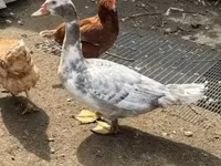 Ducks — عکس 2