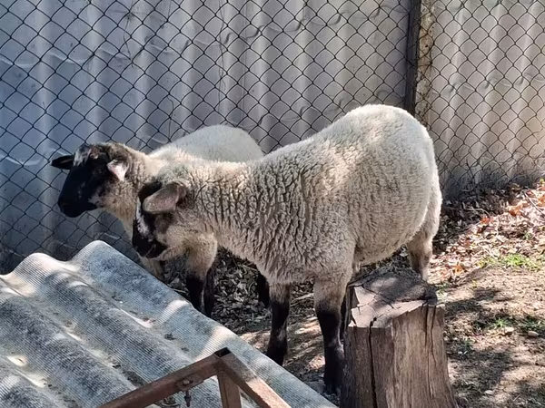 የጎትት አውራ በግ, White Suffolk sheep