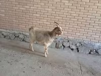 Goat, Alpine goat — photo 1