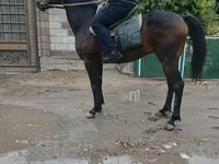Kuda jantan, Thoroughbred horse — foto 3