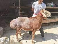 قوچ, گوسفند — عکس 1