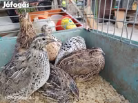 Quails — ảnh 2