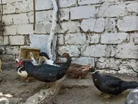 Muscovy domestica — foto 5