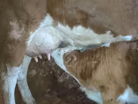 گاو ماده, گاو — عکس 2