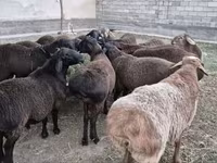 雄羊, Hissar sheep — 写真 3