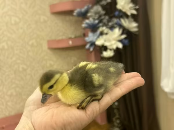 Ducks
