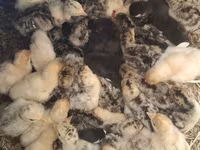 Turkeys — foto 1