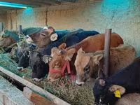 公牛, Cattle — 照片 4