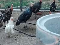 Turkeys — عکس 4
