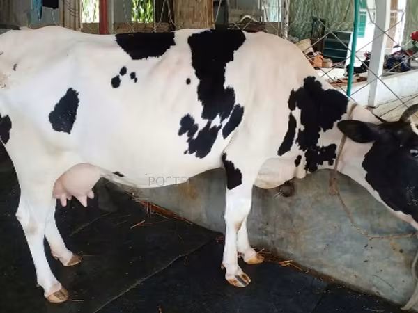 Cow, Holstein breed — Bangladesh