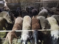 Beran, Edilbay sheep — foto 4