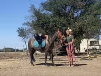 Klisna, Hucul pony — foto 3