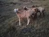 مینڈھا, بھیڑیں — تصویر 1