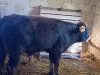 Toro, Aberdeen Angus — foto 4