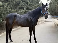 Cheval, Thoroughbred horse — photo 7