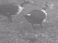 Ducks — 1. fotó