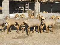 Ovca, Arashan sheep — fotografija 3