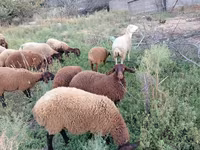 Pecora, Pecore — foto 2