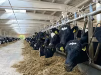 İnek, Holstein ırkı — foto 2