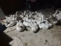 Geese — 사진 2