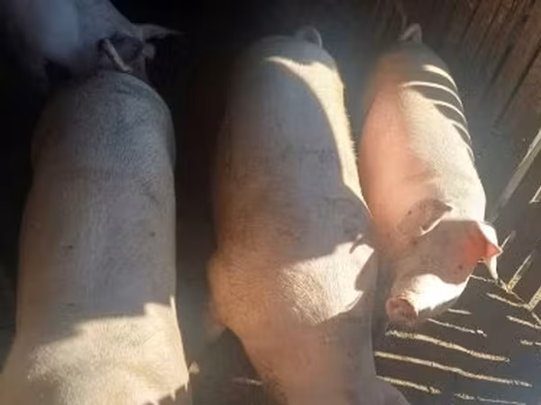 Babi hutan, Pigs