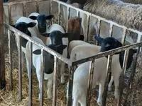 Koyun, Dorper sheep — foto 2