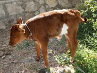 ላም, Cattle — ፎቶ 6