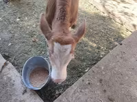 گاو و گوساله (گروه، جنسیت مشخص نشده), Simmental cattle — عکس 3