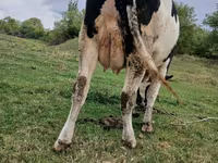 گاو ماده, Russian Black pied cattle — عکس 2