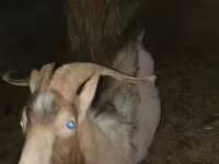 Goat, Alpine goat — photo 7