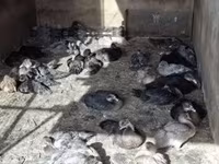 Domestic Muscovy — φωτογραφία 1