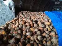 Անասնակեր բազուկ, ճակնդեղ — عکس 2