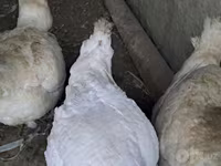 Turkeys — снимка 4