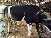 Krava, Simmental cattle — fotografija 4