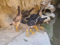 Chickens — foto 1