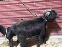 بز ماده, بز — عکس 3