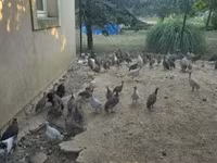 Guinea fowl — foto 3