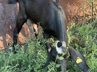 بز ماده, Nubian Goat — عکس 4