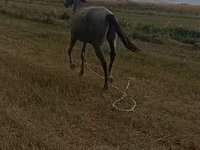 Άλογο, Thoroughbred horse — φωτογραφία 6